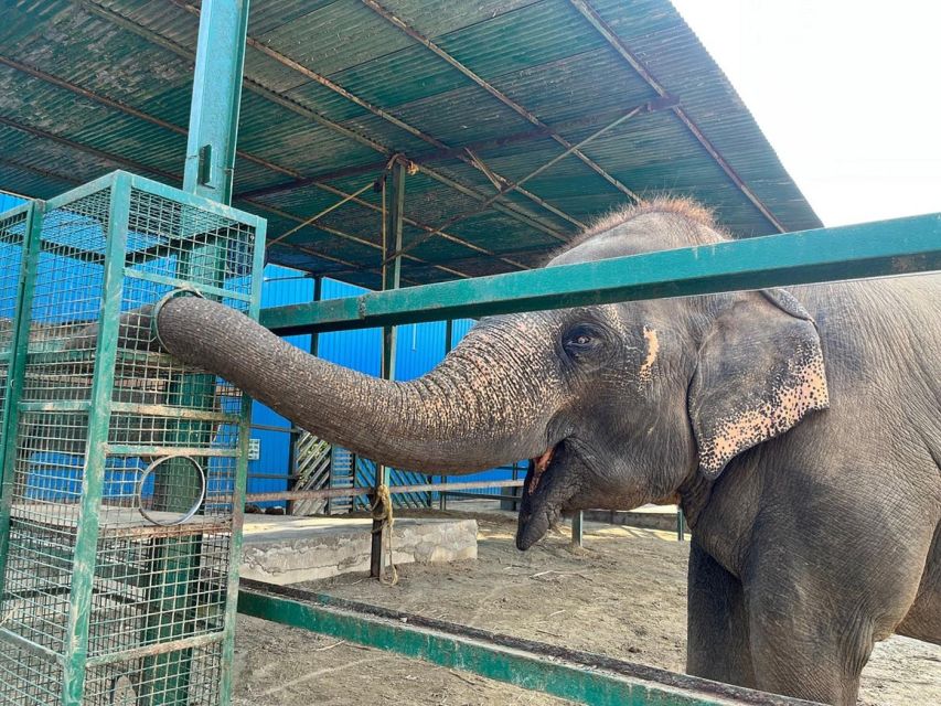 From Agra: Visit to Wildlife SOS Elephant Conservation Trip - Respectful Elephant Viewing, With a Real Care Mission