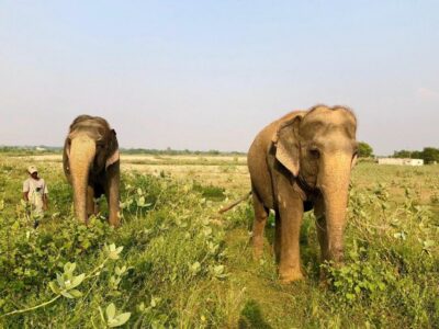 Visit to Wildlife SOS Elephant Conservation Trip