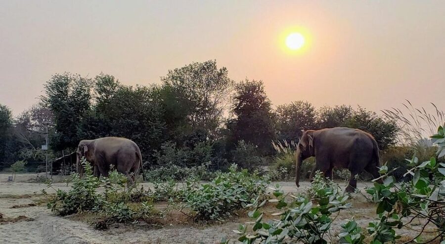 From Agra: Visit to Wildlife SOS Elephant Conservation Trip - What to Bring, and One Easy Mistake to Avoid