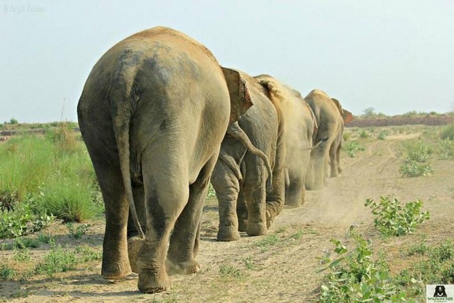 From Agra: Visit to Wildlife SOS Elephant Conservation Trip - A Straightforward Day Plan That Fits Into an Agra Stay
