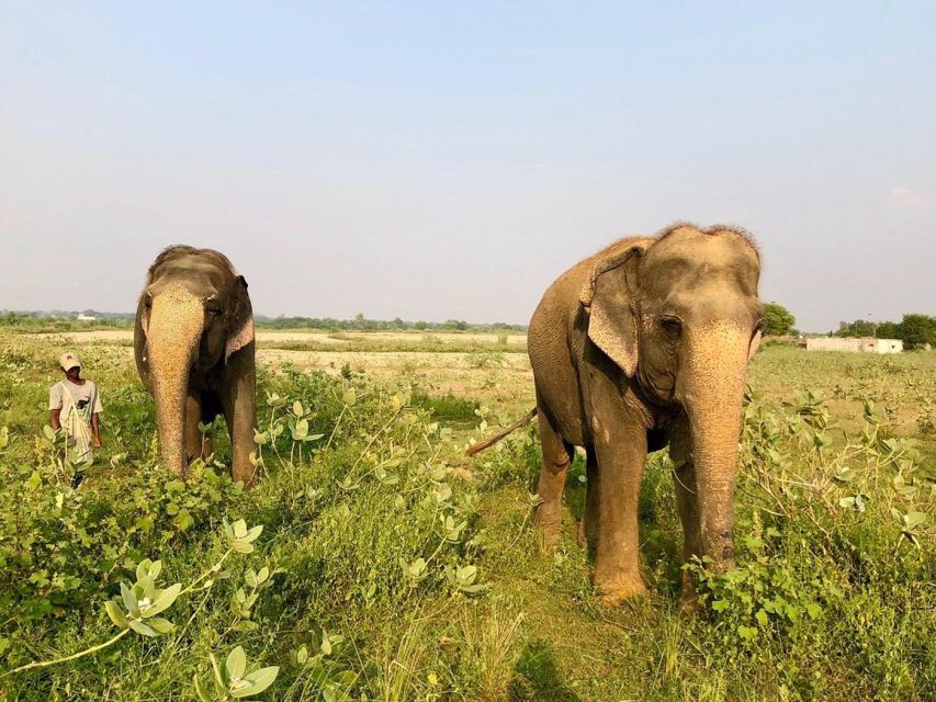 From Agra: Visit to Wildlife SOS Elephant Conservation Trip - Agra Private Transfers: Fast, Comfortable, and Low-Stress