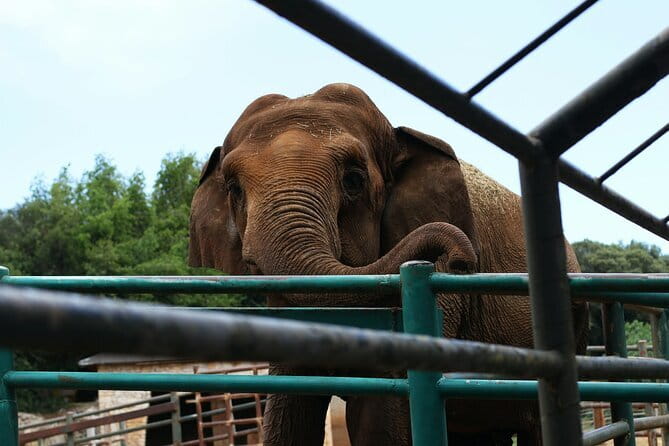 From Delhi: 1-day trip Mathura with Elephant conservation - Key Highlights You Should Know Before You Go