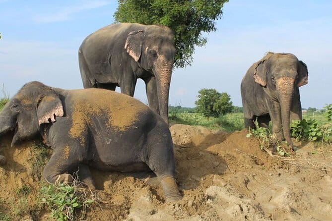 From Delhi: 1-day trip Mathura with Elephant conservation - The Value of a One-Day Mathura and Elephant Plan From Delhi