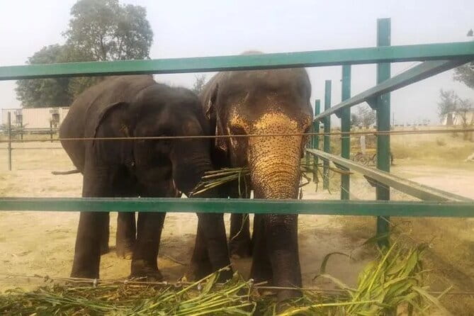 From Delhi: 1-day trip Mathura with Elephant conservation - Should You Book This Tour? A Straight Answer