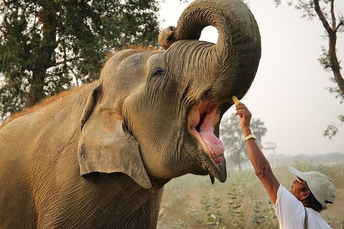 From Delhi: Sunrise Taj Mahal tour with Elephant Conservation - Key highlights to know before you ride