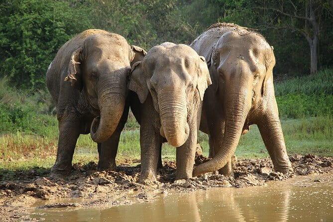 From Delhi: Sunrise Taj Mahal tour with Elephant Conservation - Price and logistics, what $46.86 really buys
