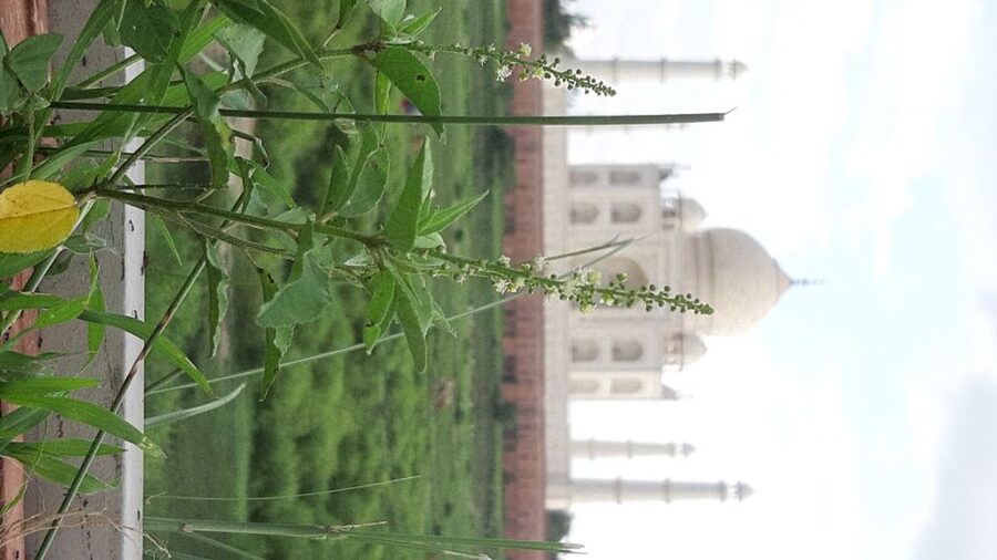 From Jaipur: Private Taj Mahal Sunrise & Agra Fort Tour - Languages and guide style: what you’re paying for