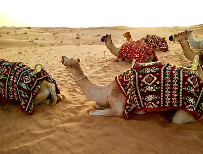 From Jaipur: Pushkar and Ajmer Private Day Trip - Key things you’ll care about on this Pushkar and Ajmer private day trip