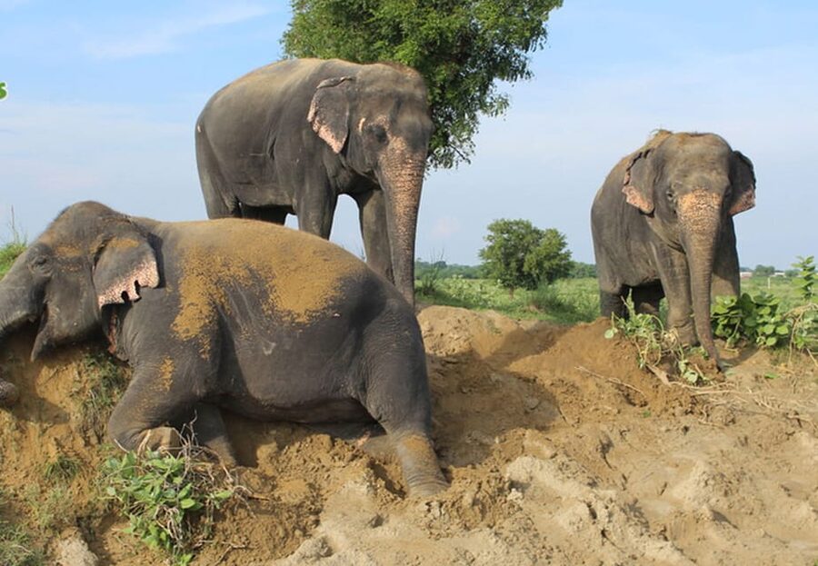 From New Delhi: Taj Mahal and Elephant Conservation Centre - Inside the Taj Mahal, what the guide helps you notice