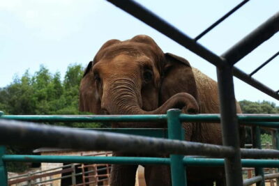 Taj Mahal and Elephant Conservation Centre