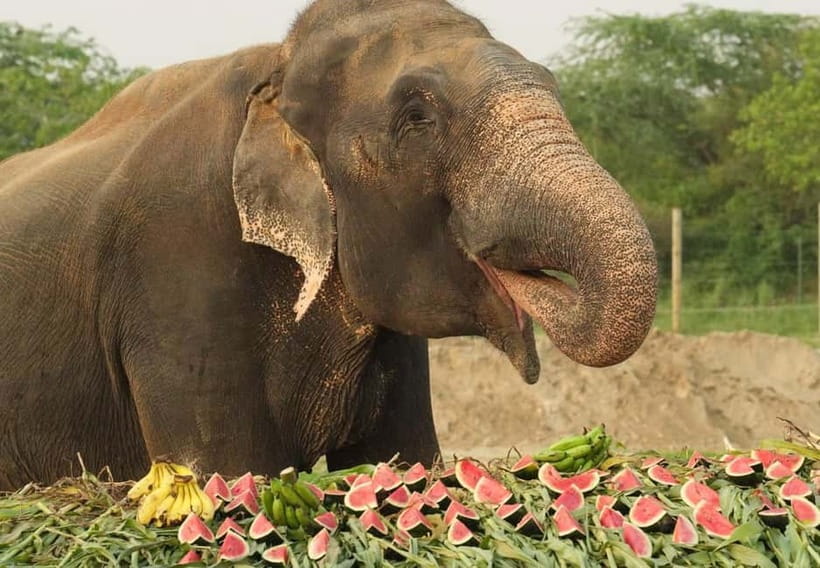 From New Delhi: Taj Mahal and Elephant Conservation Centre - Small details that make the difference on this kind of day