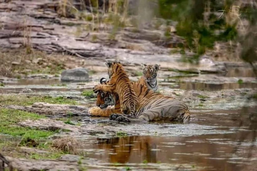 From Ranthambore: Official Tiger Safari in Canter With Guide - Quick take: what matters most on this Canter safari