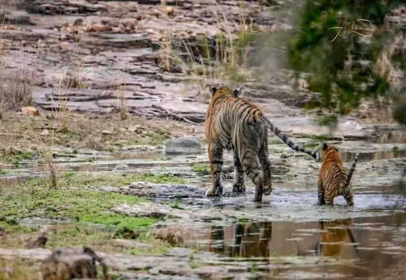 From Ranthambore: Official Tiger Safari in Canter With Guide - Ranthambore in a shared open-top Canter: fast, focused, and real