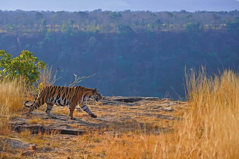 From Ranthambore: Official Tiger Safari in Canter With Guide - Zones 1 to 5 vs the rest: how to think about your odds