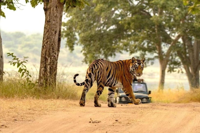 From Ranthambore: Official Tiger Safari in Canter With Guide - What you can spot: tigers are the headline, but the park is the show
