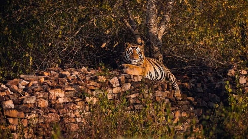 From Ranthambore: Official Tiger Safari in Canter With Guide - The naturalist guide: what you’ll learn on the move