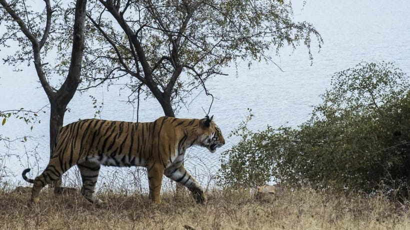 From Ranthambore: Official Tiger Safari in Canter With Guide - Price and value: what $27 actually covers