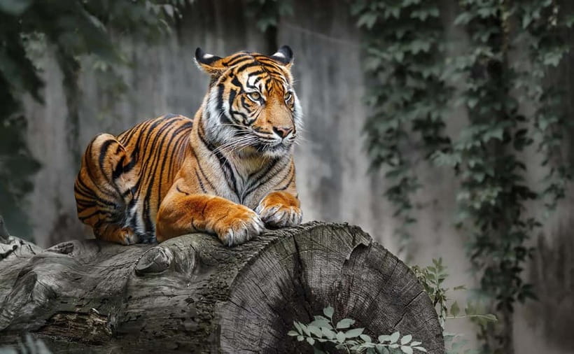 From Ranthambore: Official Tiger Safari in Canter With Guide - Booking reality: availability, limited slots, and passport rules