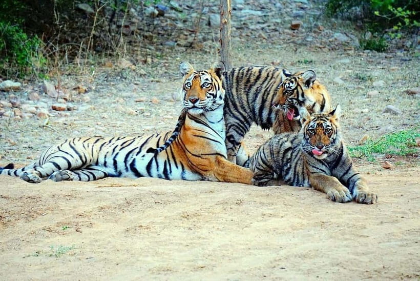 From Ranthambore: Official Tiger Safari in Canter With Guide - What to bring for a comfortable Canter ride