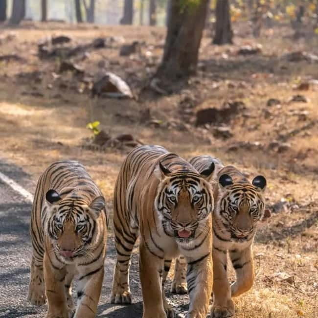 From Ranthambore: Official Tiger Safari in Canter With Guide - Morning or afternoon: sunrise, sunset, and choosing your mood