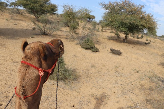 Full-Day Desert Safari with Jodhpur Heritage - Practical tips to make the day smoother