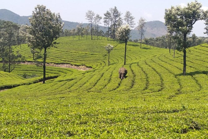 Full day in hiking in Munnar (By Munnar Info) - The Long View Moment: Lekshmi Hills and Pothamedu Mountain Hiking (2 Hours)