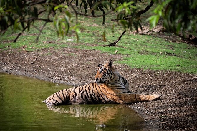 Full-Day Trip to Ranthambore National Park from Jaipur - Key points to know before you go