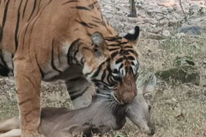 Full-Day Trip to Ranthambore National Park from Jaipur - Pickup and the road ride: private transport that keeps the day sane