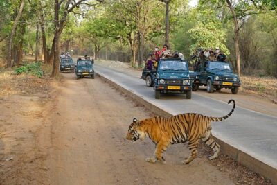 Full Day trip to Ranthambore tiger reserve from Jaipur Hotels