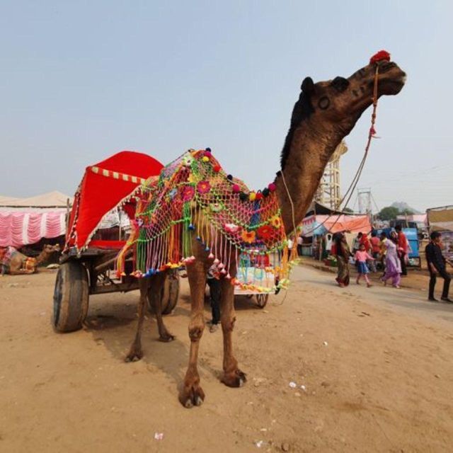 Fullday pushkar tour from jaipur with guid+camel/jeep safari - How the guide and driver shape your Pushkar experience