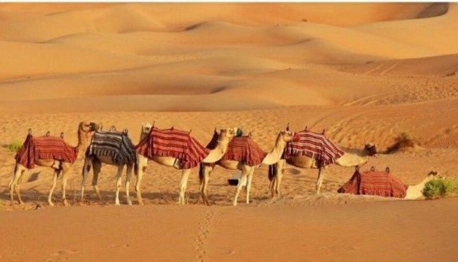 Fullday pushkar tour from jaipur with guid+camel/jeep safari - Shopping and lunch without turning the day into a rush
