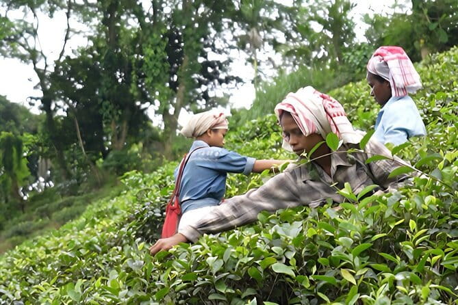 Guwahati Tea Garden tour @ Amchong - Key things to notice on this Amchong tea tour
