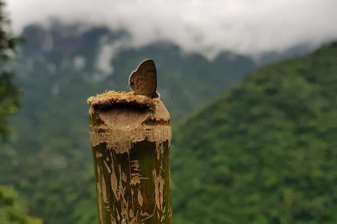 Guwahati Tea Garden tour @ Amchong - Timing, meeting point, and what to plan around in Guwahati