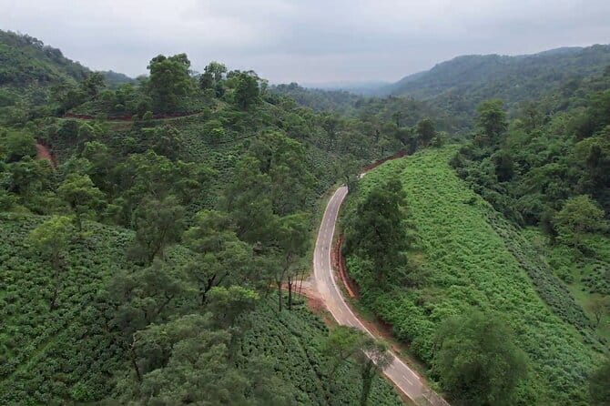 Guwahati Tea Garden tour @ Amchong - Nursery, tea plucking, and tasting: your first hour on the plantation