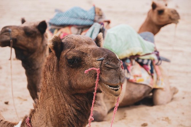 Half Day Desert Safari Jaisalmer - Desert safari dunes and a 1.5-hour camel ride: how the timing works