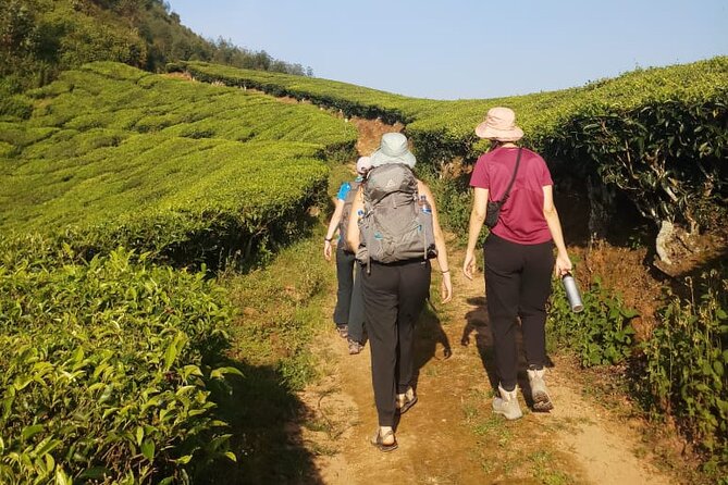 Half Day Hiking in Munnar Trekking Tour - Tea plantations plus a jungle walk, what you will see on the ground
