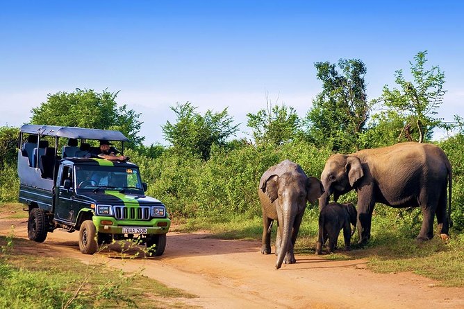 Half Day Udawalawe Safari from Kalutara (Entrance + Lunch) - Udawalawe National Park, where elephants share the screen