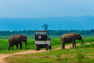 Half Day Udawalawe Safari from Kalutara (Entrance + Lunch)