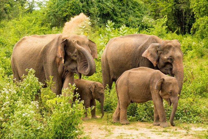 Half Day Udawalawe Safari from Kalutara (Entrance + Lunch) - Lunch around mid-afternoon, simple and included