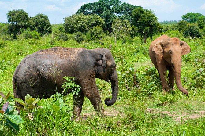Half Day Udawalawe Safari from Kalutara (Entrance + Lunch) - What makes this safari feel smooth, private but not complicated
