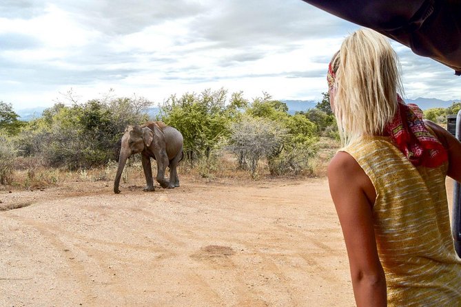 Half Day Udawalawe Safari from Kalutara (Entrance + Lunch) - Who should book this half-day Udawalawe safari?