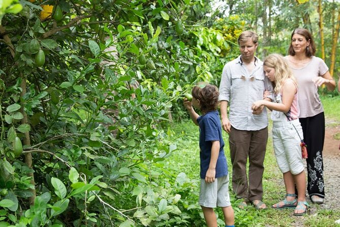 Half Day Village Backwater Eco Country Boat Cruise :Group Tour from Fort Cochin - Kerala backwaters on a non-mechanized country boat