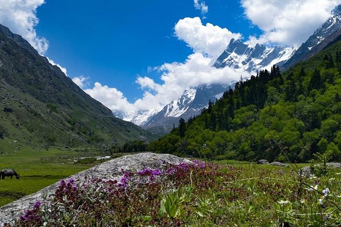 Har Ki dun Trek by Himalaya Shelter - Quick-hit takeaways before you commit