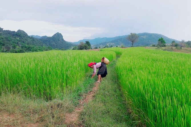 Hello, who like to make fantastic trek with the most experienced guide in Kalaw. - What the Route Feels Like: Villages, Coffee and Pepper, and Forest Edges