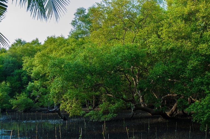 Into the Mangroves: Calicut Mangrove Trail by Tyndis - Kadalundi Mangroves, explained in plain human terms