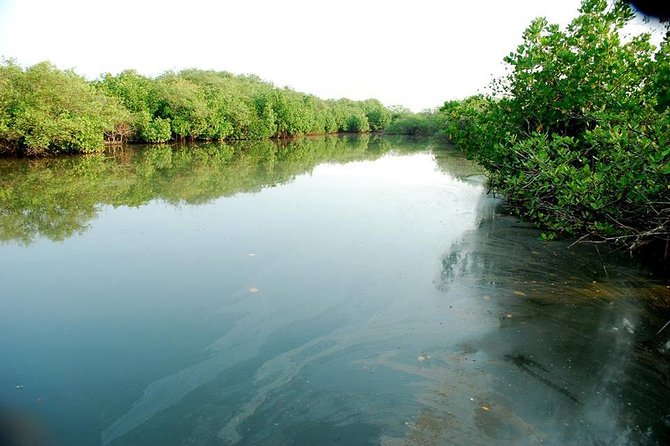 Into the Mangroves: Calicut Mangrove Trail by Tyndis - Logistics that matter: timing, group size, and fitness