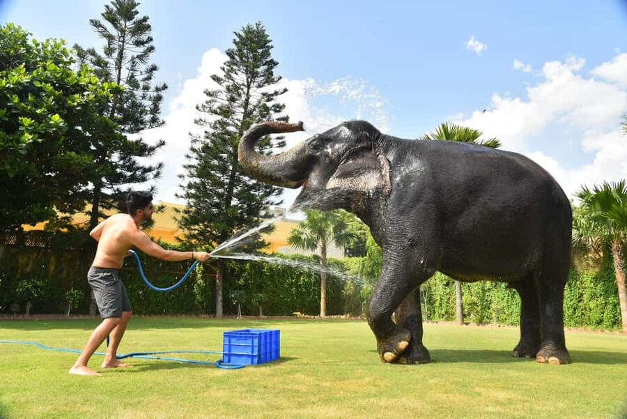 "Jaipur Elephant Experience: Bond, Connect, and Learn" - Key points to know before you go