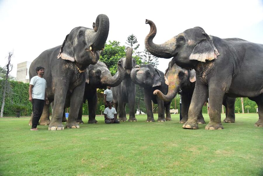 "Jaipur Elephant Experience: Bond, Connect, and Learn" - What makes the Elejungle Jaipur experience different