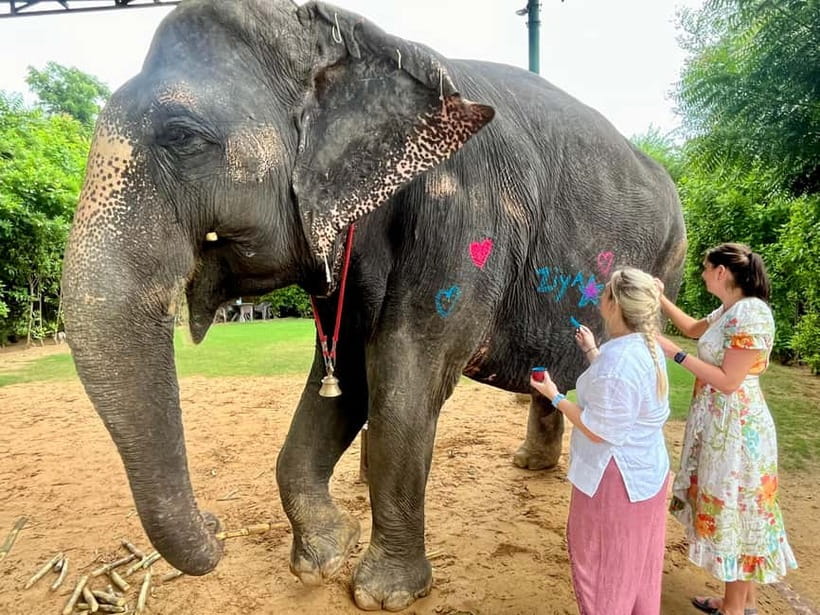 Jaipur: Elephant Interaction Tour - What You Get for $58: Value, Not Just a Price Tag
