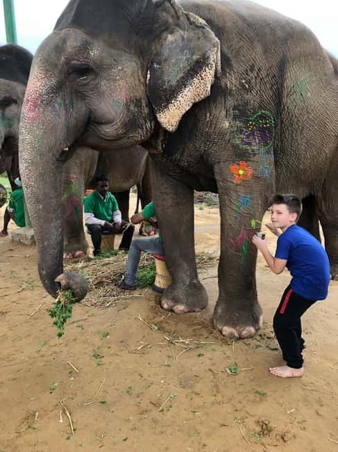 Jaipur: Elephant Interaction Tour - Meeting and Introduction: How Handlers Help You Build Trust